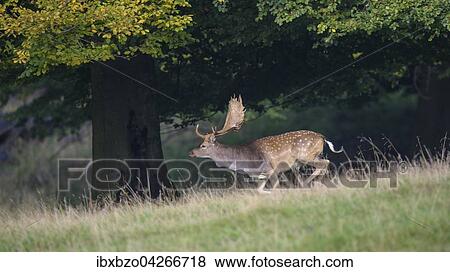 Stock Photo - Damhirsch (Dama dama), fluchtender Hirsch, Seeland, Danemark, Europa. Fotosearch