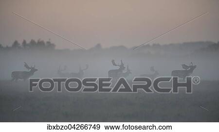 Damhirsch (Dama dama), Hirsche am Brunftplatz im ersten Licht bei Nebel, Seeland, Danemark, Europa View Large Photo Image Stock Photo - Damhirsch (Dama dama), Hirsche am Brunftplatz im ersten Licht bei Nebel, Seeland, Danemark, Europa. Fotosearch