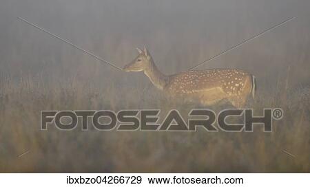 Stock Photo - Damhirsch (Dama dama), Hirschkuh auf einer Waldwiese im ersten Licht und bei Nebel, Seeland, Danemark, Europa. Fotosearch