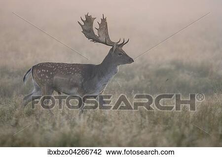 Stock Image - Damhirsch (Dama dama), Jungtier auf einer Waldwiese im ersten Licht bei Nebel, Seeland, Danemark, Europa. Fotosearch