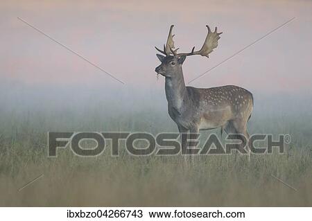 Damhirsch (Dama dama), Jungtier auf einer Waldwiese im ersten Licht bei Nebel, Seeland, Danemark, Europa View Large Photo Image Stock Image - Damhirsch (Dama dama), Jungtier auf einer Waldwiese im ersten Licht bei Nebel, Seeland, Danemark, Europa. Fotosearch