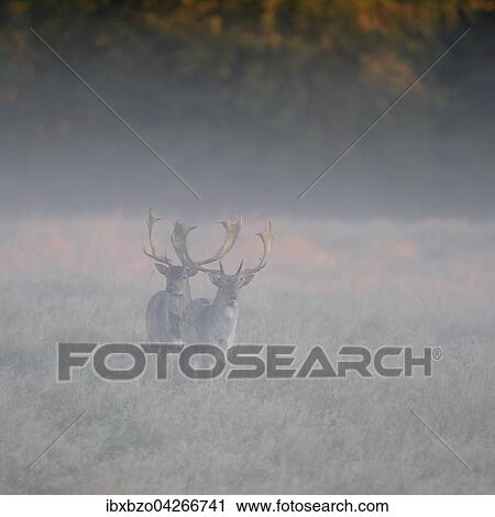 Stock Image - Damhirsch (Dama dama), Jungtiere auf einer Waldwiese im ersten Licht bei Nebel, Seeland, Danemark, Europa. Fotosearch