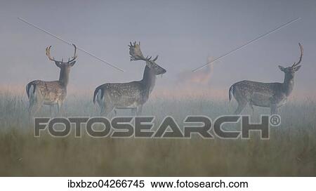 Damhirsch (Dama dama), Jungtiere auf einer Waldwiese im ersten Licht bei Nebel, Seeland, Danemark, Europa View Large Photo Image Stock Photography - Damhirsch (Dama dama), Jungtiere auf einer Waldwiese im ersten Licht bei Nebel, Seeland, Danemark, Europa. Fotosearch