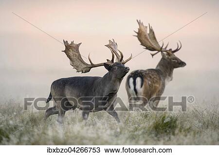 Stock Image - Damhirsch (Dama dama), kapitale Hirsche, im ersten Licht bei Nebel, Seeland, Danemark, Europa. Fotosearch