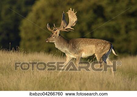 Stock Image - Damhirsch (Dama dama), kapitaler Hirsch im Abendlicht, Seeland, Danemark, Europa. Fotosearch