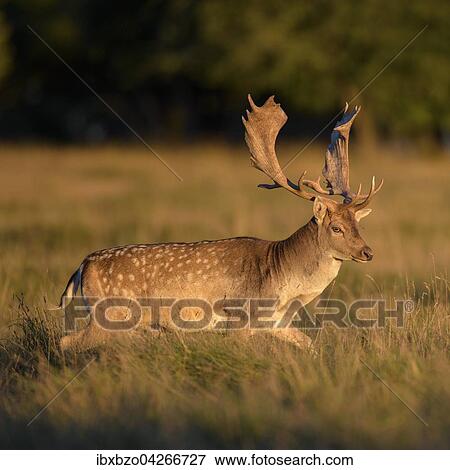 Damhirsch (Dama dama), kapitaler Hirsch auf einer Waldwiese im Abendlicht, Seeland, Danemark, Europa View Large Photo Image Stock Photo - Damhirsch (Dama dama), kapitaler Hirsch auf einer Waldwiese im Abendlicht, Seeland, Danemark, Europa. Fotosearch