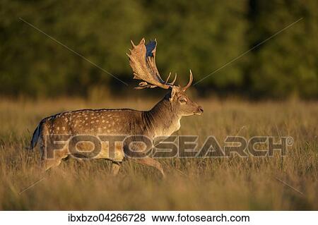 Damhirsch (Dama dama), kapitaler Hirsch auf einer Waldwiese im Abendlicht, Seeland, Danemark, Europa View Large Photo Image Stock Photo - Damhirsch (Dama dama), kapitaler Hirsch auf einer Waldwiese im Abendlicht, Seeland, Danemark, Europa. Fotosearch