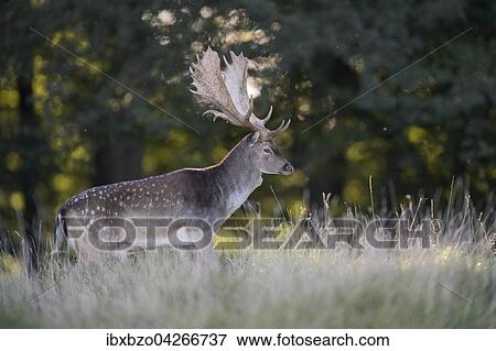 Stock Photo - Damhirsch (Dama dama), kapitaler Hirsch auf einer Waldwiese im Gegenlicht, Seeland, Danemark, Europa. Fotosearch