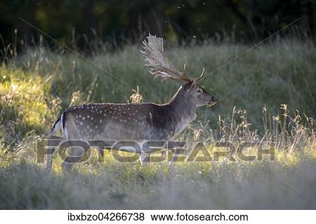 Damhirsch (Dama dama), kapitaler Hirsch auf einer Waldwiese im Gegenlicht, Seeland, Danemark, Europa View Large Photo Image Stock Photo - Damhirsch (Dama dama), kapitaler Hirsch auf einer Waldwiese im Gegenlicht, Seeland, Danemark, Europa. Fotosearch