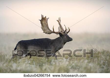 Picture - Damhirsch (Dama dama), kapitaler Hirsch, schwarze Morphe, im ersten Licht bei Nebel, Seeland, Danemark, Europa. Fotosearch