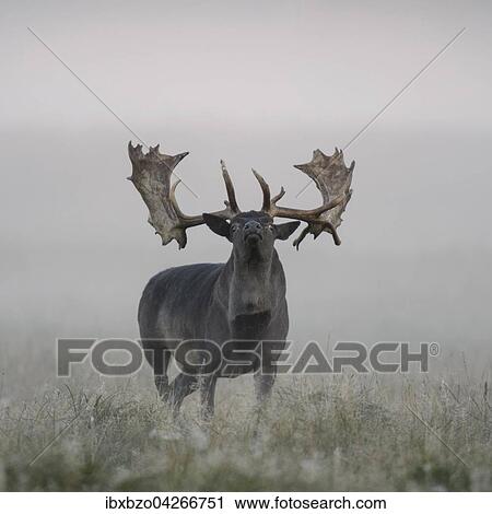 Damhirsch (Dama dama), kapitaler Hirsch, schwarze Morphe, bei Nebel, Seeland, Danemark, Europa View Large Photo Image Stock Image - Damhirsch (Dama dama), kapitaler Hirsch, schwarze Morphe, bei Nebel, Seeland, Danemark, Europa. Fotosearch