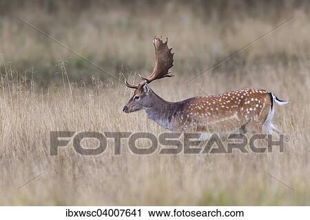 Stock Image - Damhirsch (Dama dama), Kopenhagen, Danemark, Europa. Fotosearch