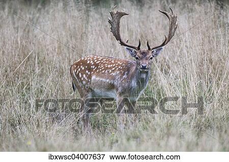 Stock Photo - Damhirsch (Dama dama), Kopenhagen, Danemark, Europa. Fotosearch