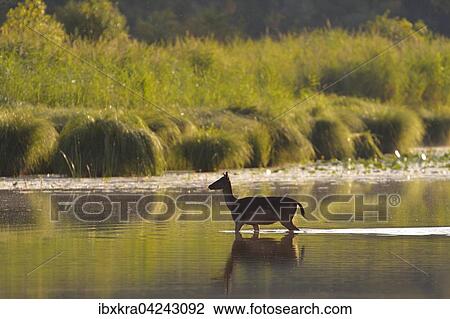 Damhirschkuh (Dama dama), lauft durchs Wasser, Schonau an der Donau, Niederosterreich, Osterreich, Europa View Large Photo Image Stock Image - Damhirschkuh (Dama dama), lauft durchs Wasser, Schonau an der Donau, Niederosterreich, Osterreich, Europa. Fotosearch