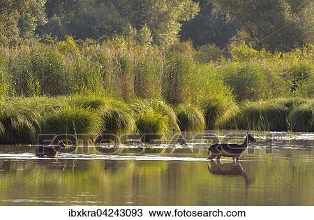 Damhirschkuh (Dama dama) mit Jungtier, lauft durchs Wasser, Schonau an der Donau, Niederosterreich, Osterreich, Europa View Large Photo Image Stock Image - Damhirschkuh (Dama dama) mit Jungtier, lauft durchs Wasser, Schonau an der Donau, Niederosterreich, Osterreich, Europa. Fotosearch