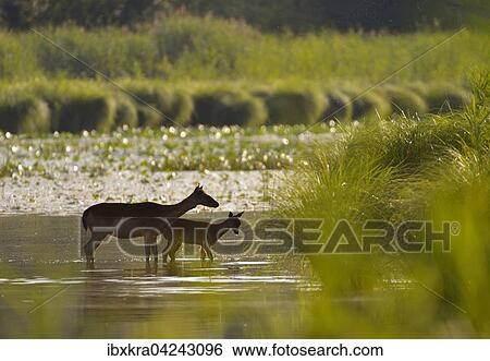 Damhirschkuh (Dama dama) mit Jungtier, im Wasser, Schonau an der Donau, Niederosterreich, Osterreich, Europa View Large Photo Image Stock Photograph - Damhirschkuh (Dama dama) mit Jungtier, im Wasser, Schonau an der Donau, Niederosterreich, Osterreich, Europa. Fotosearch