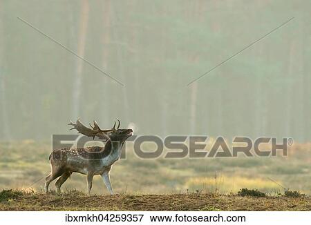 Damwild (Dama dama), Hirsch in der Brunft, Hessen, Deutschland, Europa View Large Photo Image Stock Photo - Damwild (Dama dama), Hirsch in der Brunft, Hessen, Deutschland, Europa. Fotosearch