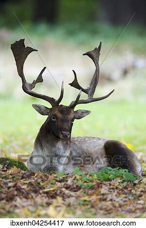 Damwild (Dama dama), Hirsch liegt am Boden, Niedersachsen, Deutschland, Europa View Large Photo Image Stock Photo - Damwild (Dama dama), Hirsch liegt am Boden, Niedersachsen, Deutschland, Europa. Fotosearch