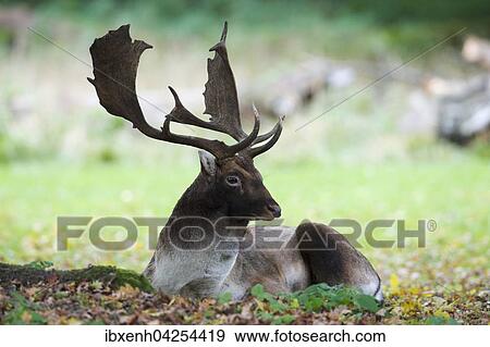 Damwild (Dama dama), Hirsch liegt am Boden, Niedersachsen, Deutschland, Europa View Large Photo Image Stock Photo - Damwild (Dama dama), Hirsch liegt am Boden, Niedersachsen, Deutschland, Europa. Fotosearch