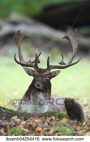 Damwild (Dama dama), Hirsch liegt am Boden, Niedersachsen, Deutschland, Europa View Large Photo Image Stock Photograph - Damwild (Dama dama), Hirsch liegt am Boden, Niedersachsen, Deutschland, Europa. Fotosearch