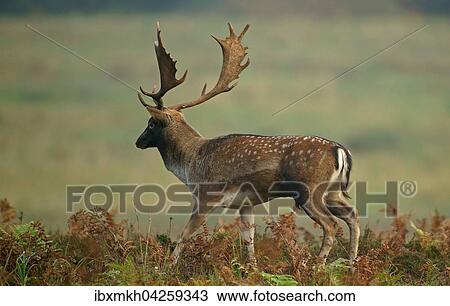 Damwild (Dama dama), Hirsch, mannlich, Hessen, Deutschland, Europa View Large Photo Image Stock Image - Damwild (Dama dama), Hirsch, mannlich, Hessen, Deutschland, Europa. Fotosearch