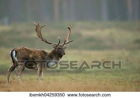 Damwild (Dama dama), Hirsch, mannlich, Hessen, Deutschland, Europa View Large Photo Image Stock Image - Damwild (Dama dama), Hirsch, mannlich, Hessen, Deutschland, Europa. Fotosearch