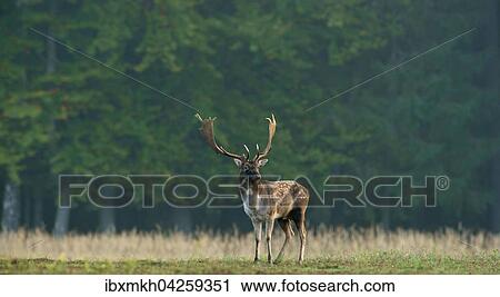 Damwild (Dama dama), Hirsch, mannlich, Hessen, Deutschland, Europa View Large Photo Image Stock Image - Damwild (Dama dama), Hirsch, mannlich, Hessen, Deutschland, Europa. Fotosearch