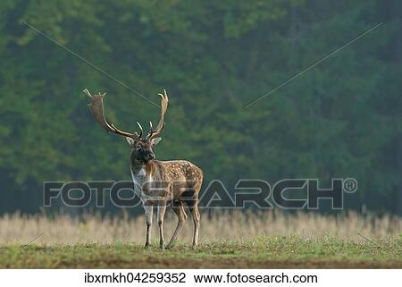 Stock Image - Damwild (Dama dama), Hirsch, mannlich, Hessen, Deutschland, Europa. Fotosearch