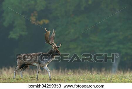 Stock Image - Damwild (Dama dama), Hirsch, mannlich, Hessen, Deutschland, Europa. Fotosearch