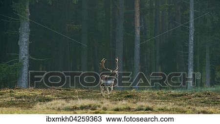Stock Image - Damwild (Dama dama), Hirsch, mannlich, Hessen, Deutschland, Europa. Fotosearch