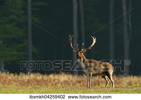 Damwild (Dama dama), Hirsch, mannlich, Hessen, Deutschland, Europa View Large Photo Image Stock Image - Damwild (Dama dama), Hirsch, mannlich, Hessen, Deutschland, Europa. Fotosearch