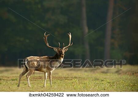 Damwild (Dama dama), Hirsch, mannlich, Hessen, Deutschland, Europa View Large Photo Image Stock Image - Damwild (Dama dama), Hirsch, mannlich, Hessen, Deutschland, Europa. Fotosearch
