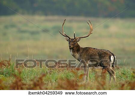 Damwild (Dama dama), Hirsch, mannlich, Hessen, Deutschland, Europa View Large Photo Image Stock Photo - Damwild (Dama dama), Hirsch, mannlich, Hessen, Deutschland, Europa. Fotosearch