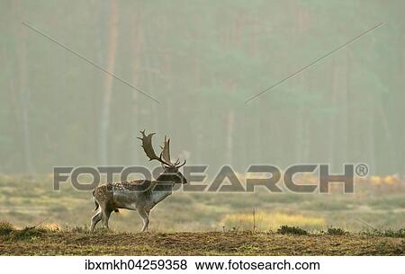 Damwild (Dama dama), Hirsch, mannlich, Hessen, Deutschland, Europa View Large Photo Image Stock Photo - Damwild (Dama dama), Hirsch, mannlich, Hessen, Deutschland, Europa. Fotosearch