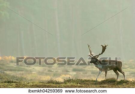 Damwild (Dama dama), Hirsch, mannlich, Hessen, Deutschland, Europa View Large Photo Image Stock Photo - Damwild (Dama dama), Hirsch, mannlich, Hessen, Deutschland, Europa. Fotosearch
