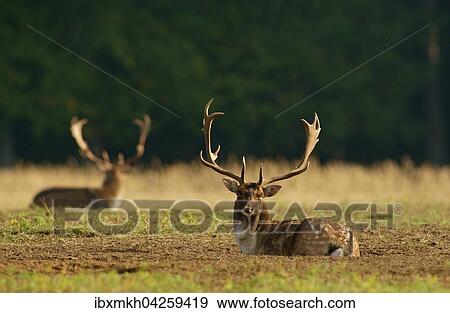Damwild (Dama dama), Hirsch, mannlich, Hessen, Deutschland, Europa View Large Photo Image Stock Photo - Damwild (Dama dama), Hirsch, mannlich, Hessen, Deutschland, Europa. Fotosearch