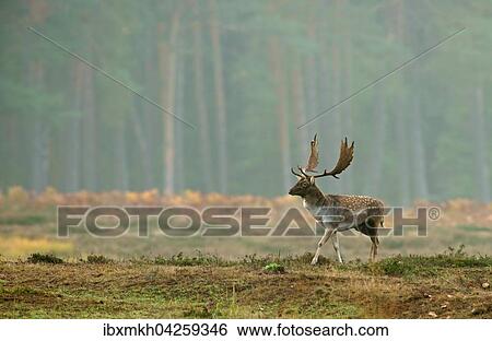 Damwild (Dama dama), Hirsch, mannlich, Hessen, Deutschland, Europa View Large Photo Image Stock Photograph - Damwild (Dama dama), Hirsch, mannlich, Hessen, Deutschland, Europa. Fotosearch