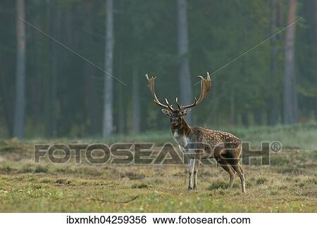 Damwild (Dama dama), Hirsch, mannlich, Hessen, Deutschland, Europa View Large Photo Image Stock Photograph - Damwild (Dama dama), Hirsch, mannlich, Hessen, Deutschland, Europa. Fotosearch