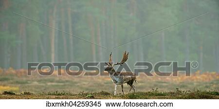 Stock Photography - Damwild (Dama dama), Hirsch, mannlich, Hessen, Deutschland, Europa. Fotosearch