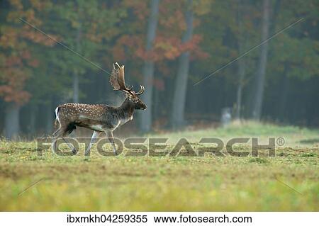 Damwild (Dama dama), Hirsch, mannlich, Hessen, Deutschland, Europa View Large Photo Image Stock Photography - Damwild (Dama dama), Hirsch, mannlich, Hessen, Deutschland, Europa. Fotosearch