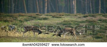 Damwild (Dama dama), Rangkampfe, Hirsche in der Brunft, Hessen, Deutschland, Europa View Large Photo Image Stock Photo - Damwild (Dama dama), Rangkampfe, Hirsche in der Brunft, Hessen, Deutschland, Europa. Fotosearch