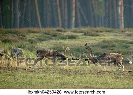 Damwild (Dama dama), Rangkampfe, Hirsche in der Brunft, Hessen, Deutschland, Europa View Large Photo Image Stock Photo - Damwild (Dama dama), Rangkampfe, Hirsche in der Brunft, Hessen, Deutschland, Europa. Fotosearch