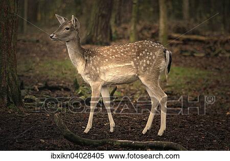 Damwild (Dama dama), Weibchen, im Wald, Hamburg, Deutschland, Europa View Large Photo Image Stock Photography - Damwild (Dama dama), Weibchen, im Wald, Hamburg, Deutschland, Europa. Fotosearch