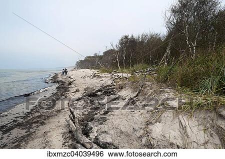 Darsser Weststrand mit Wald und Windfluchtern am Ostseestrand, Darss, Mecklenburg-Vorpommern, Deutschland, Europa View Large Photo Image Stock Photograph - Darsser Weststrand mit Wald und Windfluchtern am Ostseestrand, Darss, Mecklenburg-Vorpommern, Deutschland, Europa. Fotosearch