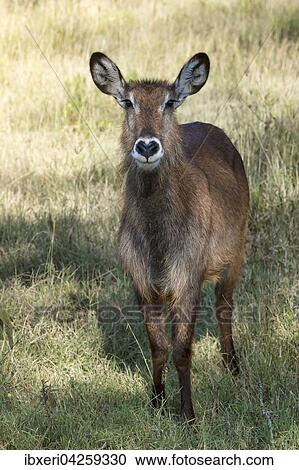 Defassa-Wasserbock (Kobus ellipsiprymnus defassa), weiblich, Lake Nakuru Nationalpark, Kenia, Afrika View Large Photo Image Stock Image - Defassa-Wasserbock (Kobus ellipsiprymnus defassa), weiblich, Lake Nakuru Nationalpark, Kenia, Afrika. Fotosearch