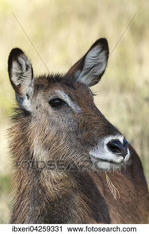 Defassa-Wasserbock (Kobus ellipsiprymnus defassa), weiblich, Portrait, Lake Nakuru Nationalpark, Kenia, Afrika View Large Photo Image Stock Image - Defassa-Wasserbock (Kobus ellipsiprymnus defassa), weiblich, Portrait, Lake Nakuru Nationalpark, Kenia, Afrika. Fotosearch