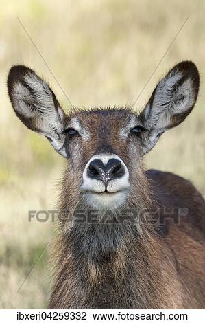 Defassa-Wasserbock (Kobus ellipsiprymnus defassa), weiblich, Portrait, Lake Nakuru Nationalpark, Kenia, Afrika View Large Photo Image Stock Image - Defassa-Wasserbock (Kobus ellipsiprymnus defassa), weiblich, Portrait, Lake Nakuru Nationalpark, Kenia, Afrika. Fotosearch