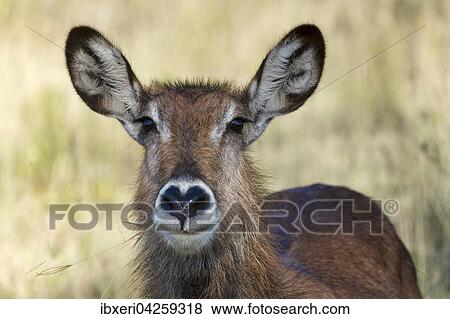 Defassa-Wasserbock (Kobus ellipsiprymnus defassa), Portrait, weiblich, Lake Nakuru Nationalpark, Kenia, Afrika View Large Photo Image Stock Photo - Defassa-Wasserbock (Kobus ellipsiprymnus defassa), Portrait, weiblich, Lake Nakuru Nationalpark, Kenia, Afrika. Fotosearch