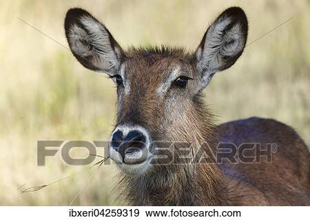 Defassa-Wasserbock (Kobus ellipsiprymnus defassa), Portrait, weiblich, Lake Nakuru Nationalpark, Kenia, Afrika View Large Photo Image Stock Photo - Defassa-Wasserbock (Kobus ellipsiprymnus defassa), Portrait, weiblich, Lake Nakuru Nationalpark, Kenia, Afrika. Fotosearch