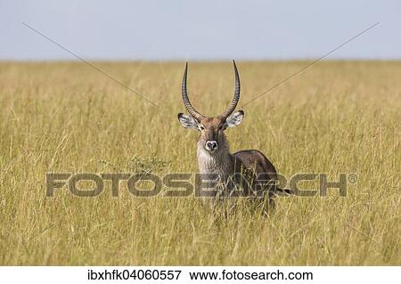 Stock Photo - Defassa-Wasserbock (Kobus ellipsiprymnus defassa), Murchison-Falls-Nationalpark, Uganda, Afrika. Fotosearch